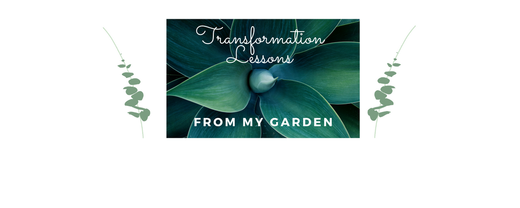 Transformation Lessons from my Garden